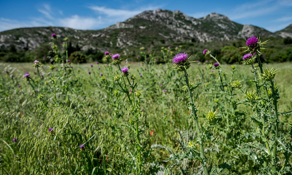 Eyguieres-3